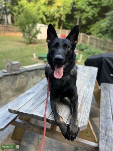 Strong and Handsome Sable German Shepherd  Listing Image