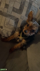 Brown & black chorkie Listing Image