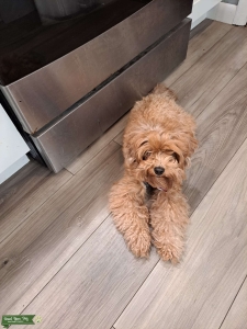 Brown Cavapoo Listing Image