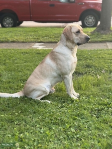 Akc yellow lab  Listing Image