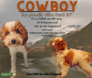 Parti toy poodle  Listing Image