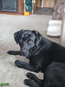 Bismarck the Black (Labrador) Listing Image