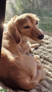 Blonde Long Haired Dachshund Male Listing Image