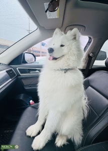 AKC limited Registered Samoyed Stud – Excellent Temperament & Pedigree Listing Image