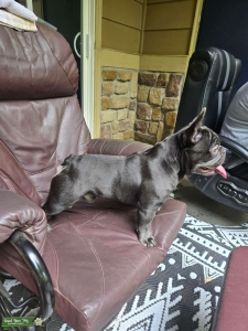 Stud male frenchie or oldie Listing Image