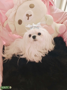 Maltese 3lb Stud Listing Image