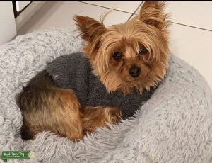 Yorkie  Listing Image