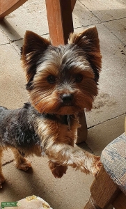 Male dog looking for a female Listing Image
