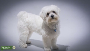 Maltese Boy Size S.  Listing Image