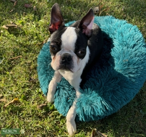Young AKC pup looking for love Listing Image