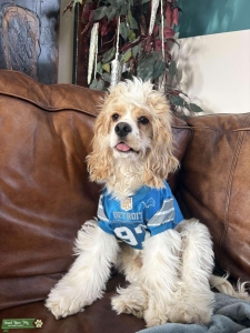 Cocker Spaniel Listing Image