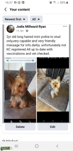 Long haired mini Yorkshire terrier  Listing Image