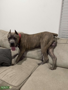 Stud cane corso Listing Image