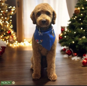 12 pound AKC Toy Poodle Listing Image