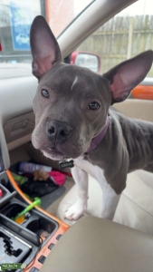 Boxer to impregnate me Listing Image