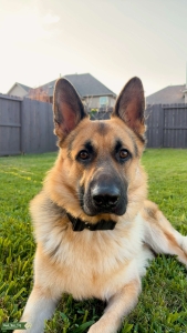 Pure bred AKC registered German Shepherd stud Listing Image