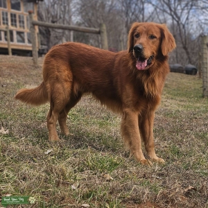 AKC Red Golden Retriever Stud Listing Image