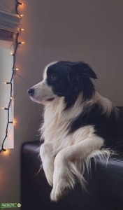 AKC - Border Collie Stud  Listing Image