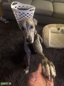 Blue Merle Dane Listing Image