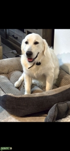 Golden retriever Listing Image