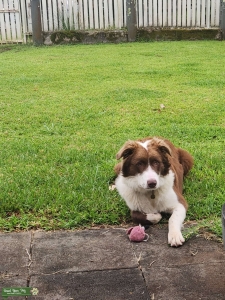 Red Border Collie Stud Dog Listing Image