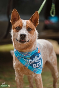 AKC Red Cattle Dog Listing Image
