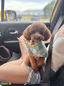 Toy poodle stud 5lbs Listing Image