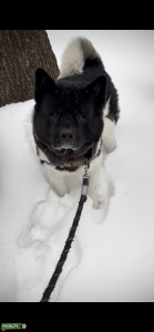 135lb Akita - Perfect Temperament   Listing Image