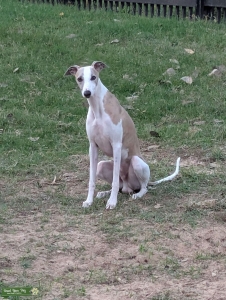 4 yr old whippet Listing Image