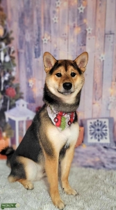 Stud Dog Listing Image