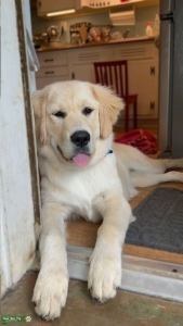 Beautiful, Family-friendly Golden Pyr Listing Image