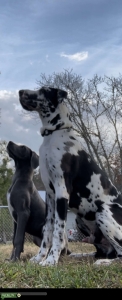 Handsome Harlequin Great Dane  Listing Image