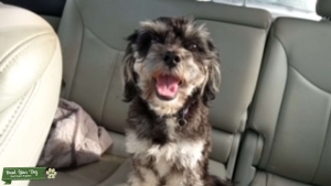 Shihpoo Sire  Listing Image