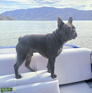 Lilac Frenchie Stud Listing Image