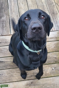 AKC Black Lab Stud Listing Image