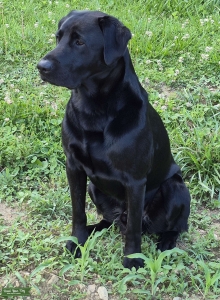 AKC Black Lab Stud Listing Image