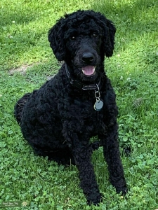 Goldendoodle  Listing Image