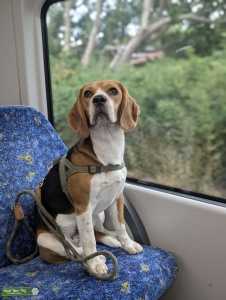Beagle Stud - Pure, Tricolor, Super friendly and energetic Listing Image
