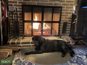 Male English Lab looking to breed Listing Image