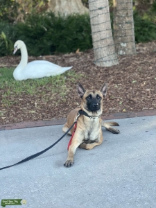 Male Belgian Malinois  Listing Image