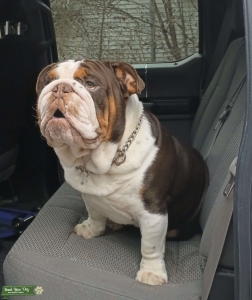 Rolo ready for stud Listing Image