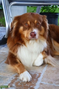 Australian Shepherd Listing Image