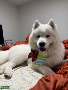 Snow White Samoyed stud dog Listing Image