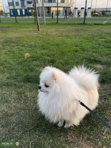 Toy Pomeranian Male (7.5 lb) with Champion Bloodline. Excellent Temperament & Health | Stud Service Pets Listing Image