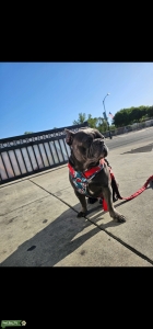 Frenchie/Boston terrier mix Listing Image