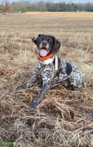 GSP. AKC, Pedigree, health approved Listing Image