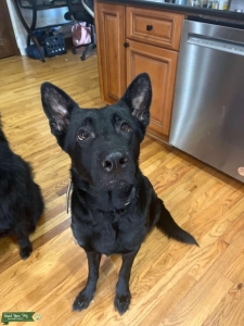 Pure Black, Pure Bread, Pure Pedigree Listing Image