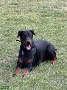Black and Tan Doberman Listing Image