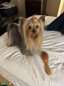 Yorkie Stud Listing Image