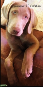 Silver lab Listing Image